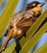 Baglafecht Weaver