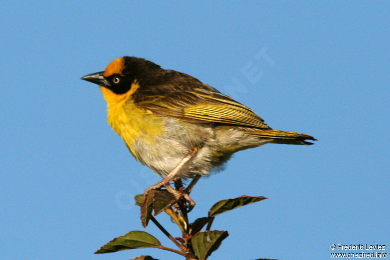 Baglafecht Weaver female adult