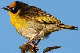 Baglafecht Weaver