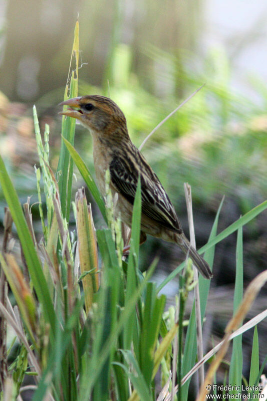 Baya Weaver, identification