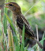 Baya Weaver