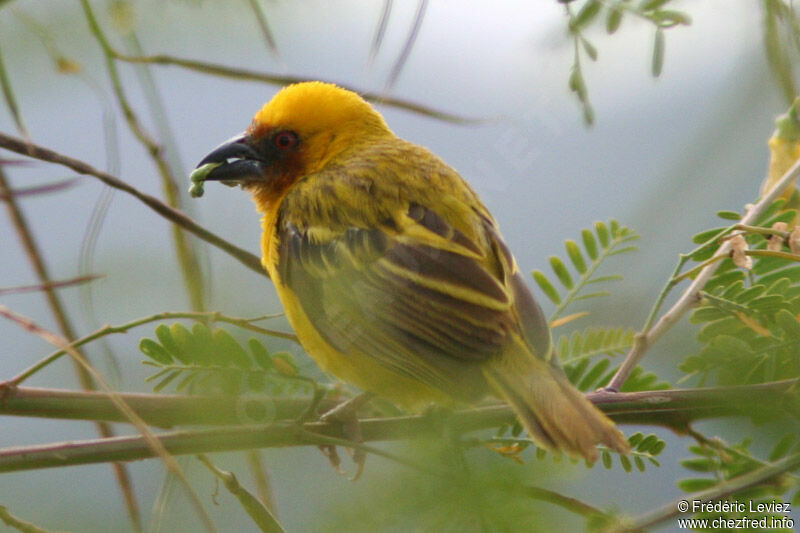 Rüppell's Weaver male adult breeding