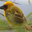 Tisserin de Rüppell