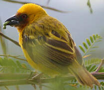 Rüppell's Weaver