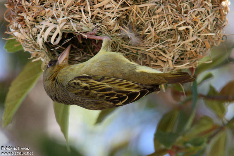 Cape Weaver female adult, identification, Reproduction-nesting