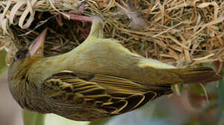 Cape Weaver