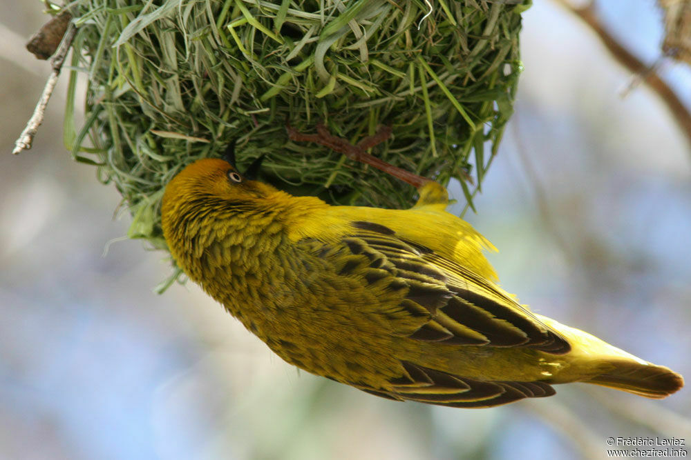 Cape Weaver male adult breeding, identification, Reproduction-nesting