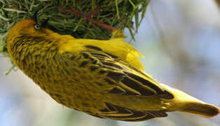 Cape Weaver