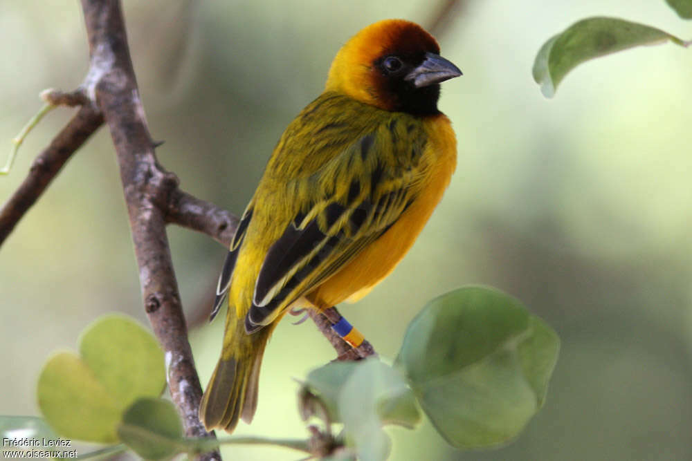 Northern Masked Weaver male adult breeding, identification