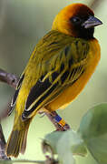 Northern Masked Weaver