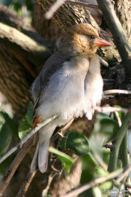 Red-headed Weaver female adult