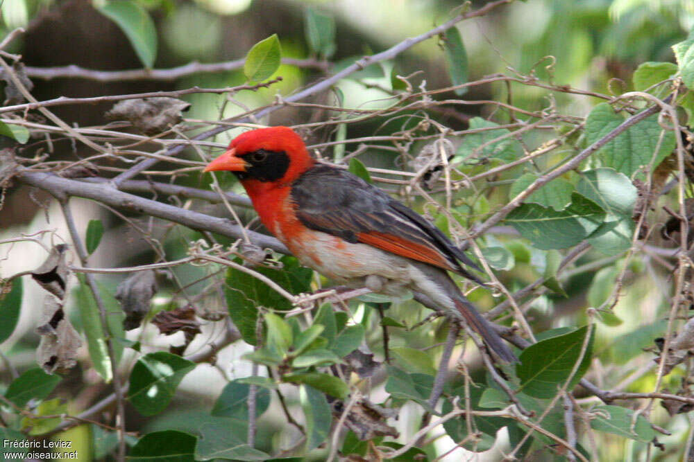 Red-headed Weaver male adult breeding, identification