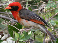 Red-headed Weaver