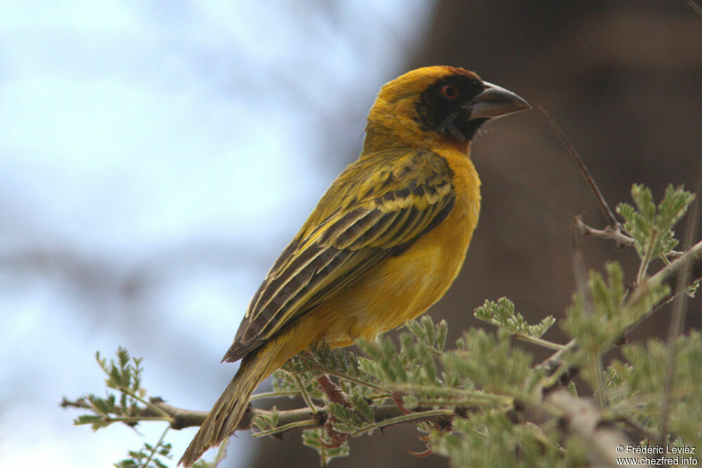 Village Weaver male adult breeding, identification