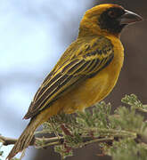 Village Weaver