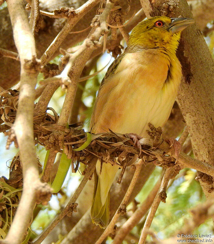 Vitelline Masked Weaveradult post breeding, identification, close-up portrait