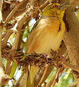 Vitelline Masked Weaver