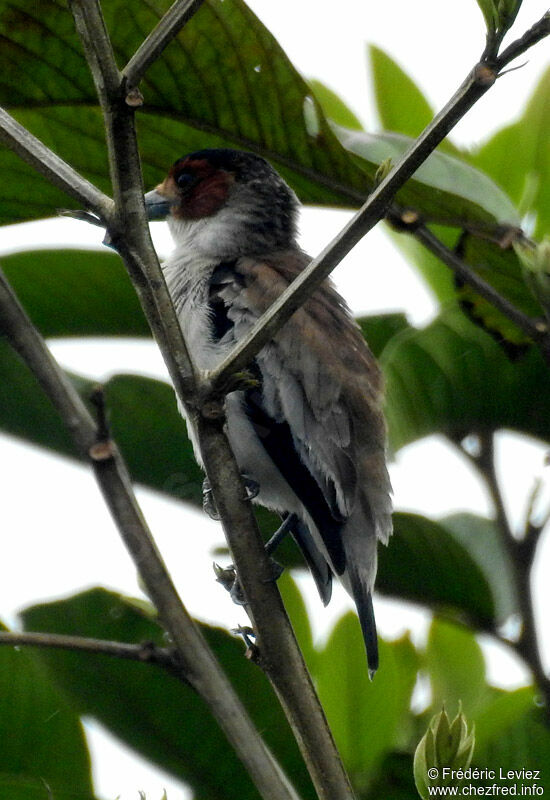 Black-crowned Tityra female adult, identification