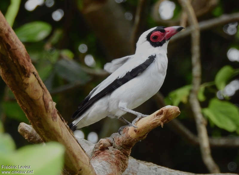 Masked Tityra male adult, identification