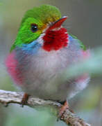 Cuban Tody