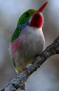 Cuban Tody