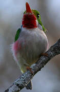 Cuban Tody