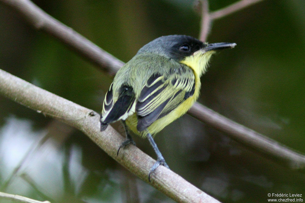 Todirostre familieradulte, identification