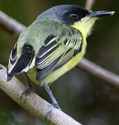 Common Tody-Flycatcher