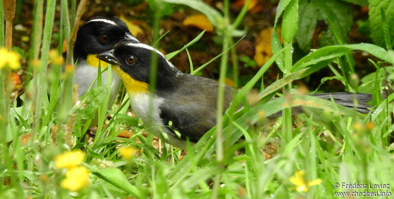 Tohi à calotte blancheadulte, identification