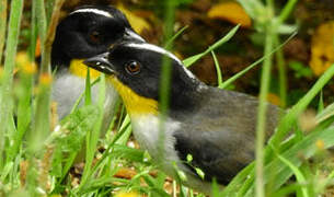 White-naped Brushfinch