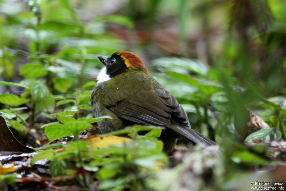 Chestnut-capped Brushfinchadult, identification