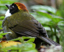 Chestnut-capped Brushfinch