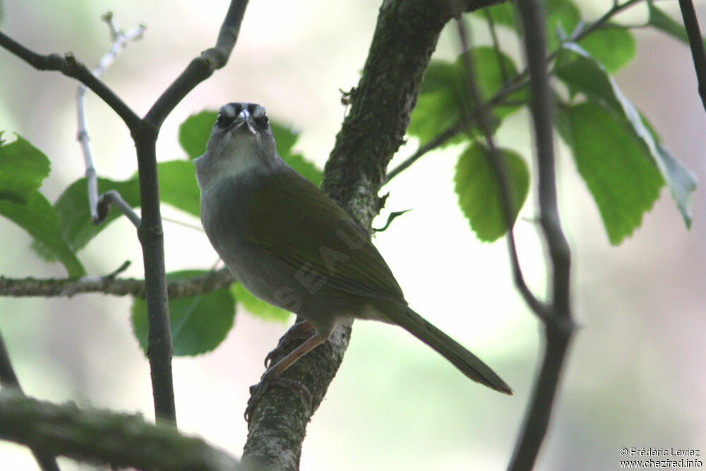 Black-striped Sparrowadult, identification