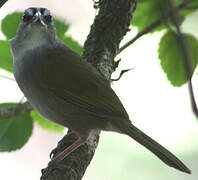 Black-striped Sparrow