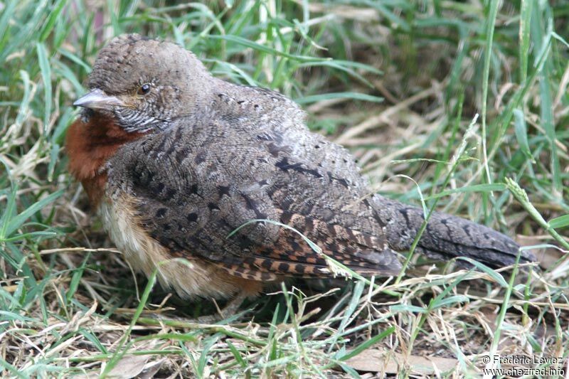 Red-throated Wryneckadult