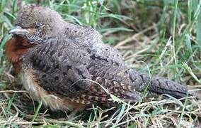 Red-throated Wryneck