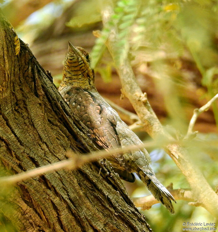 Eurasian Wryneck, identification, close-up portrait