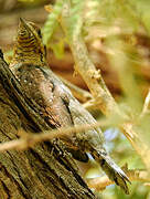 Eurasian Wryneck