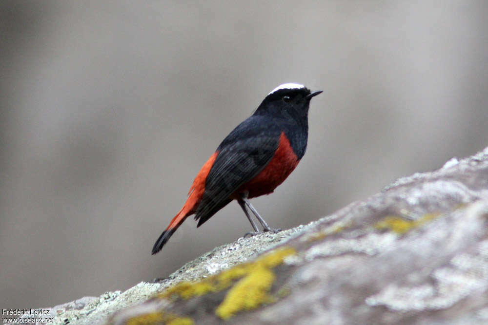 White-capped Redstartadult, identification