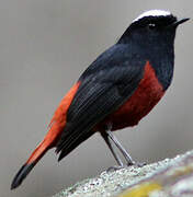 White-capped Redstart