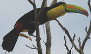 Toucan à carène