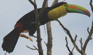 Keel-billed Toucan