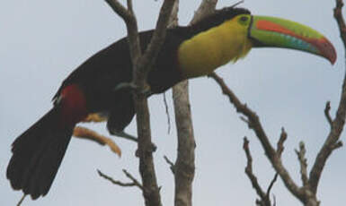 Toucan à carène