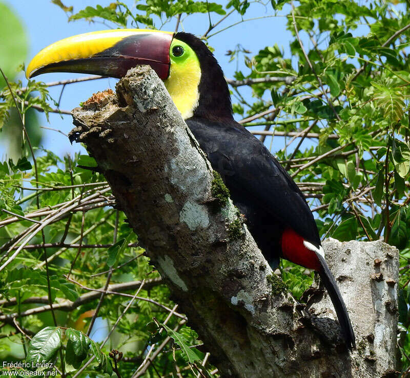 Yellow-throated Toucanadult, habitat, pigmentation