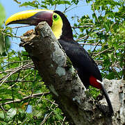 Yellow-throated Toucan