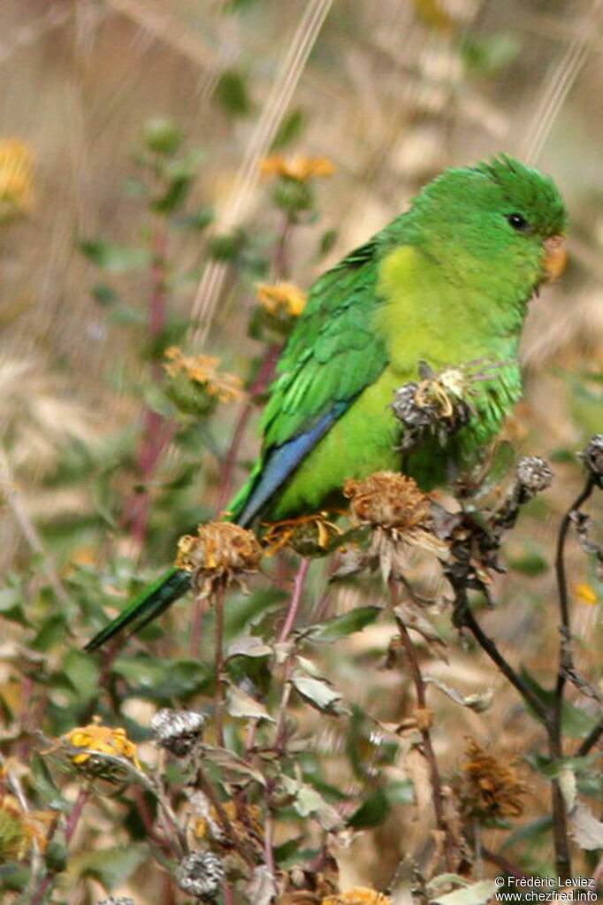 Mountain Parakeetjuvenile