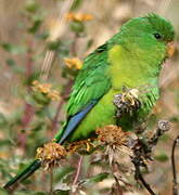 Mountain Parakeet