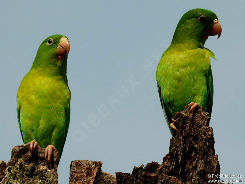 Orange-chinned Parakeetadult, identification