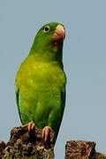 Orange-chinned Parakeet