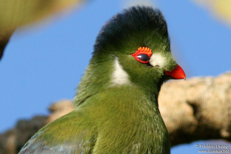 Touraco à joues blanchesadulte